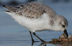 Bécasseau sanderling