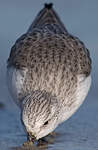 Bécasseau sanderling