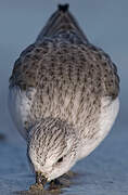 Bécasseau sanderling