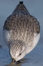 Bécasseau sanderling