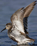 Dunlin