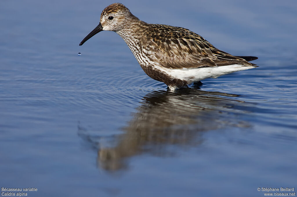 Dunlin