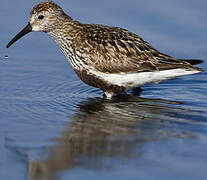 Dunlin