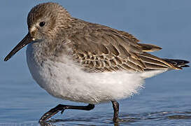 Dunlin