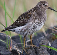 Purple Sandpiper