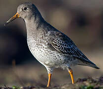 Purple Sandpiper