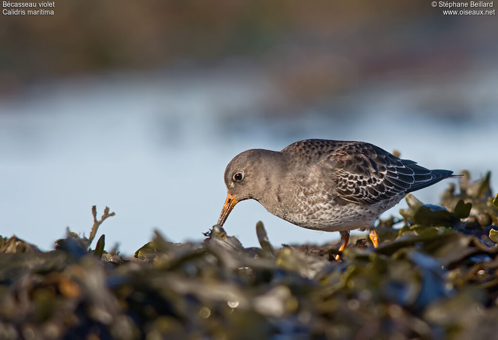 Purple Sandpiper