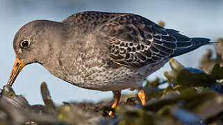 Purple Sandpiper