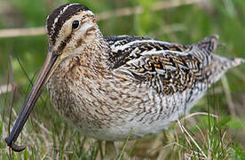 Common Snipe