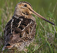 Common Snipe