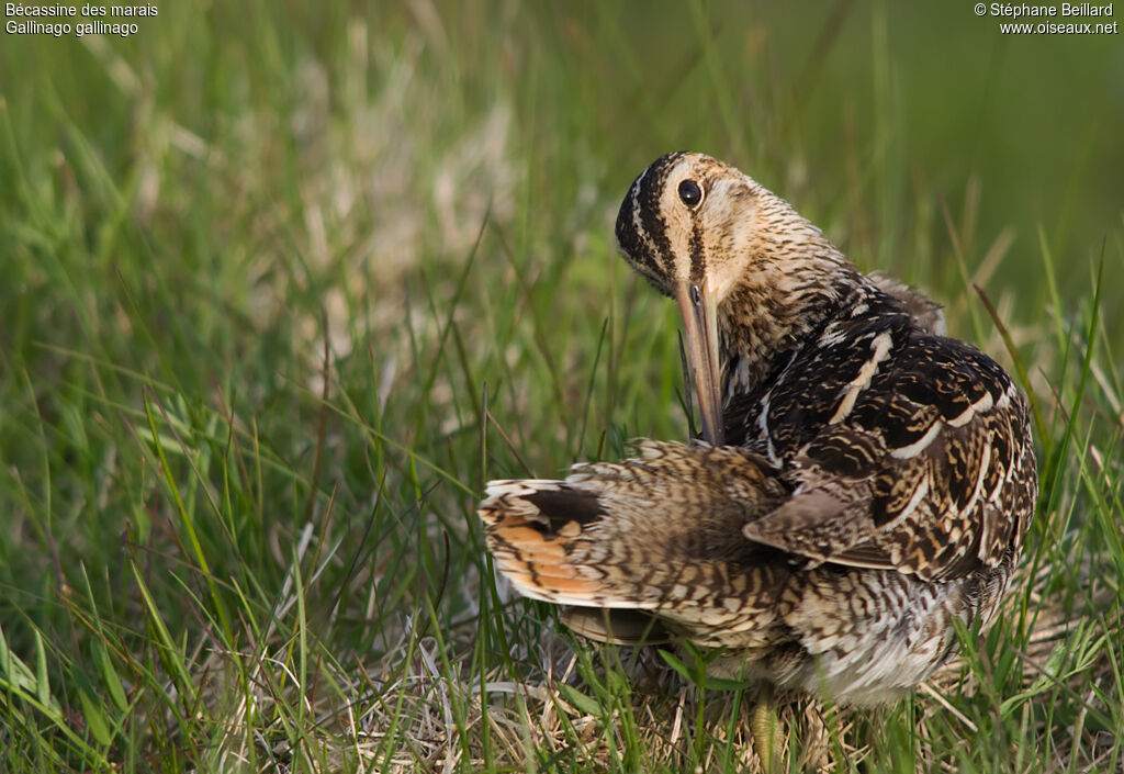 Common Snipe male adult