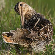 Common Snipe