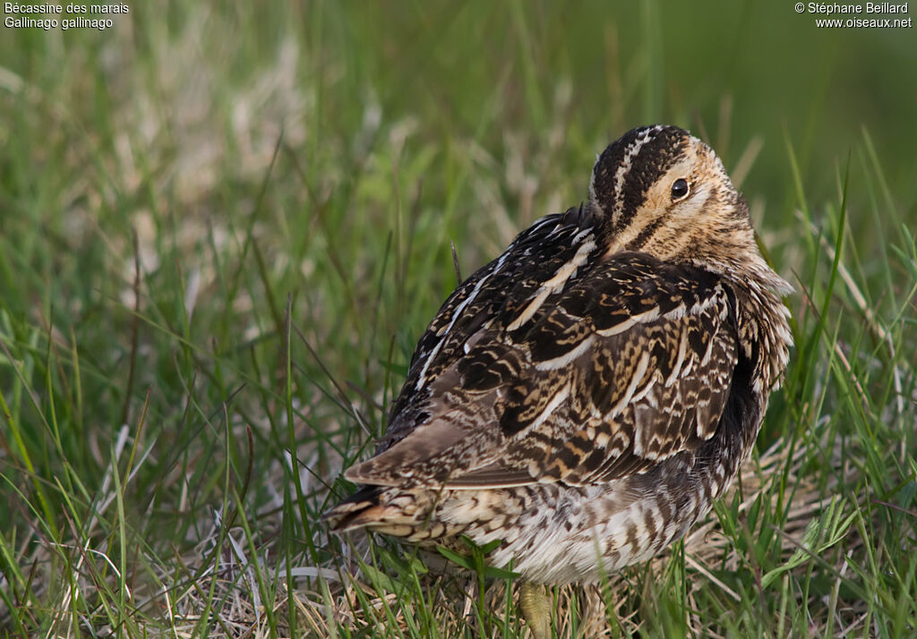 Common Snipeadult