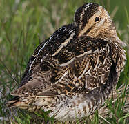 Common Snipe