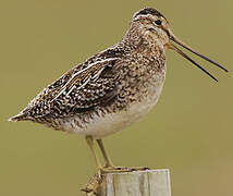 Common Snipe