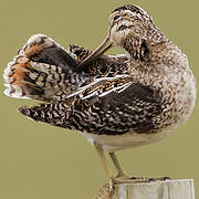 Common Snipe