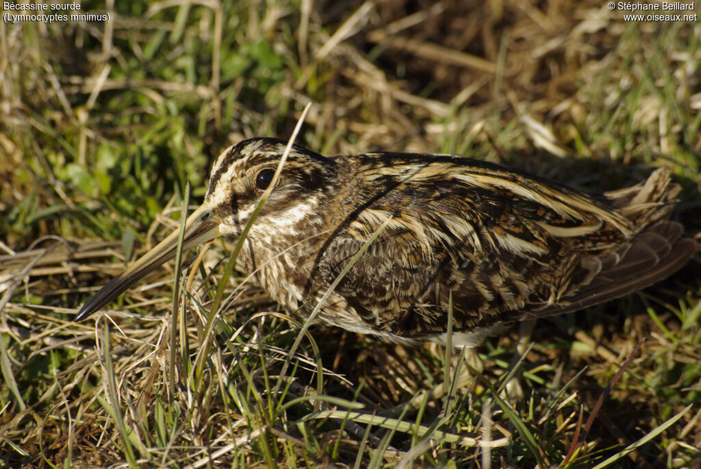 Jack Snipe