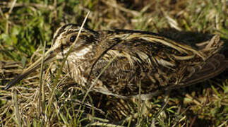 Jack Snipe