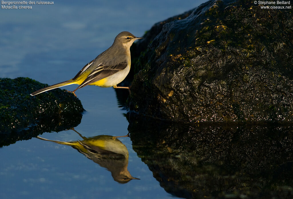 Grey Wagtail