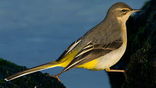 Grey Wagtail