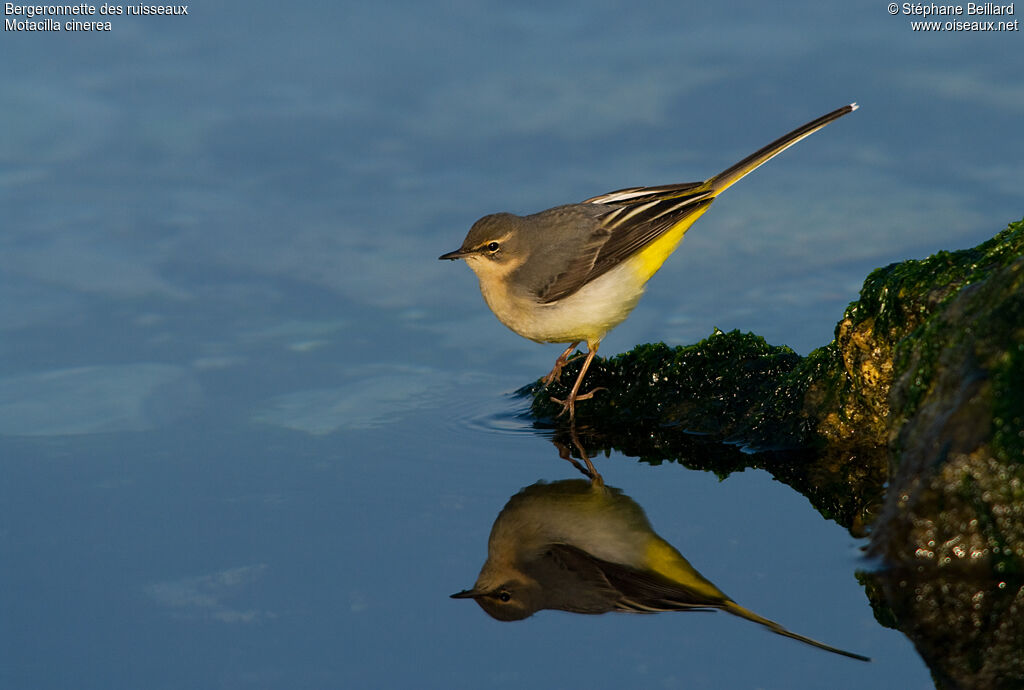 Grey Wagtail