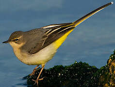 Grey Wagtail