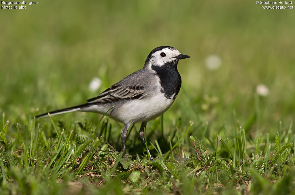 White Wagtail