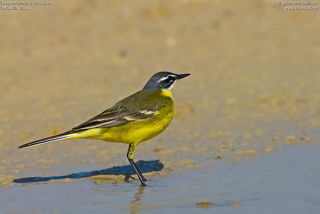 Western Yellow Wagtail