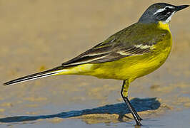 Western Yellow Wagtail