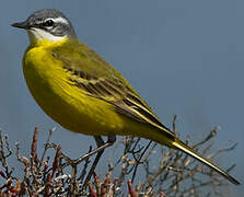 Western Yellow Wagtail