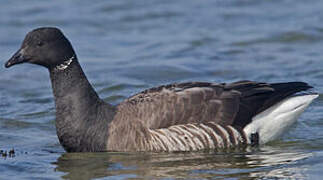 Brant Goose