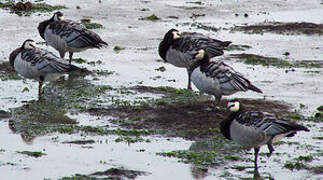 Barnacle Goose