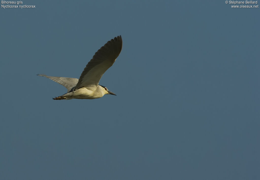 Black-crowned Night Heron