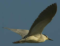 Black-crowned Night Heron