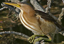 Little Bittern