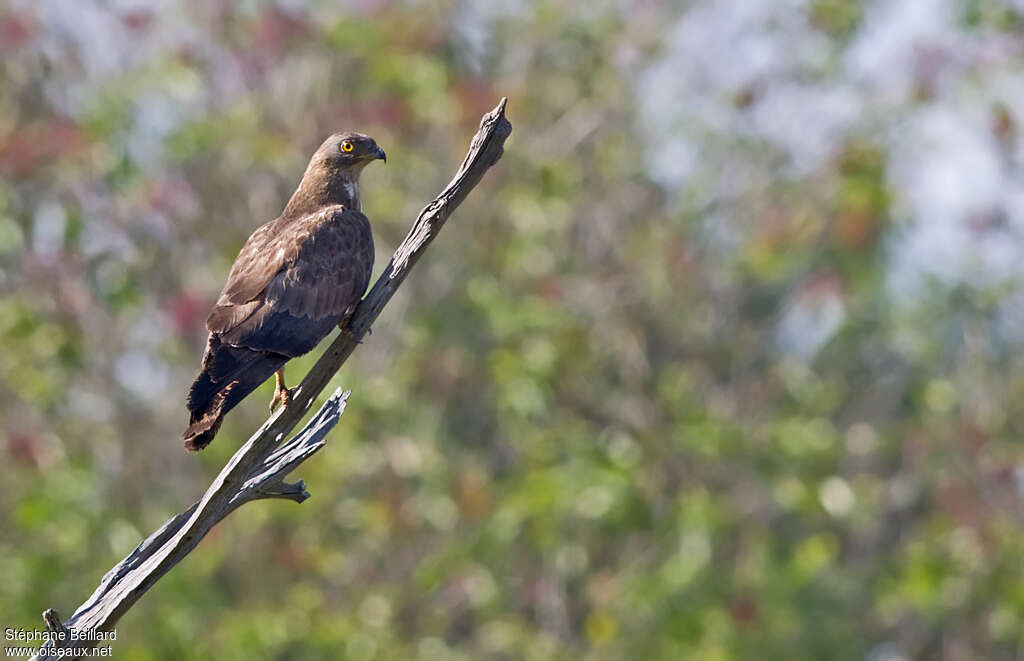 European Honey Buzzard