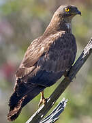 European Honey Buzzard