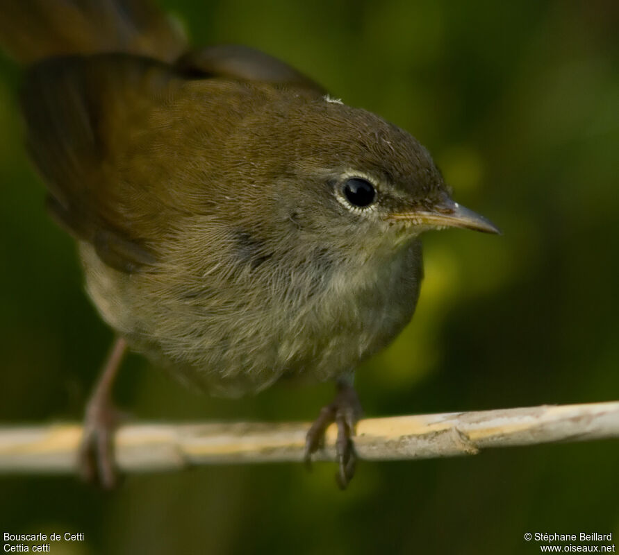 Cetti's Warbler