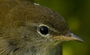 Cetti's Warbler