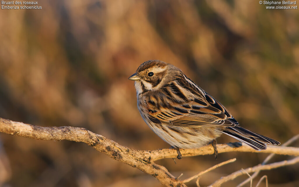 Common Reed Bunting