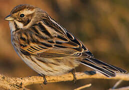 Common Reed Bunting