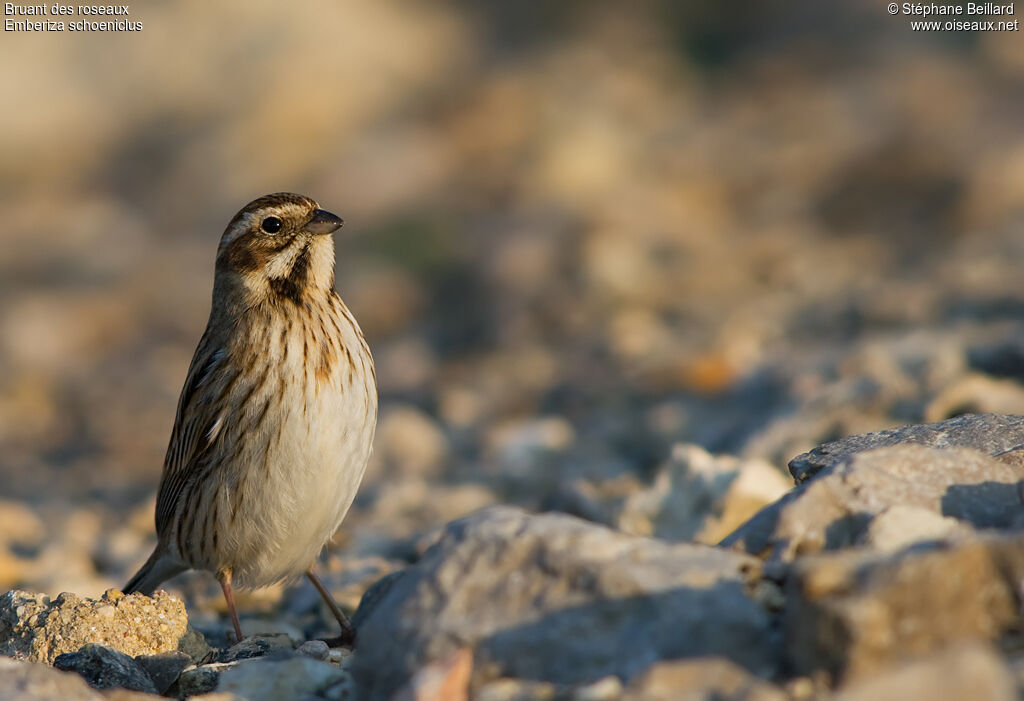 Common Reed Bunting