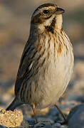 Common Reed Bunting