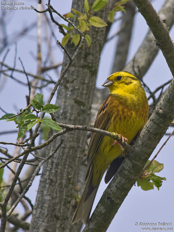 Yellowhammer