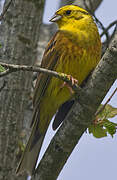 Yellowhammer