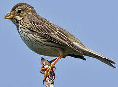 Corn Bunting