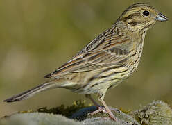 Cirl Bunting