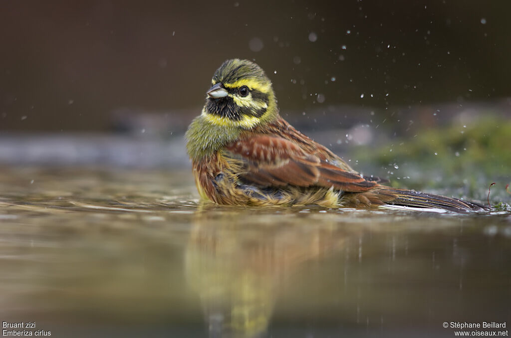 Cirl Bunting male