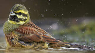 Cirl Bunting