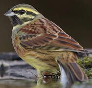 Cirl Bunting